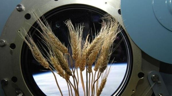 Самарские ученые хотят отправить в космос «потомков» растений-космонавтов